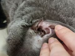 -辛巴宠物医疗中心·骨科·内分泌专科·心肾专科(亭林公园店)