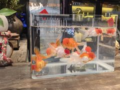 -老地方猫儿面(磁器口店)