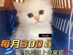 -lincat·猫舍(广州店)