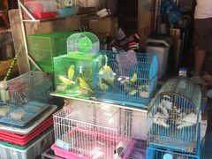 -清平路水族市场
