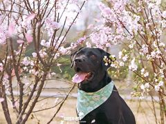 -超宠爱宠物摄影-Super pet