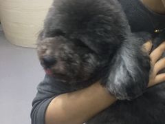 -安安宠医宠物医院·异宠·犬猫内科(岳阳分院)