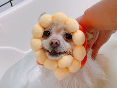 -BABYDOG宝贝狗宠物乐园(欧洲城店)