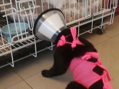 -伟伟宠物医院·CT影像中心·瑞派犬猫综合性门诊(汉口总院)