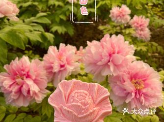 洛阳牡丹，当之无愧的花魁