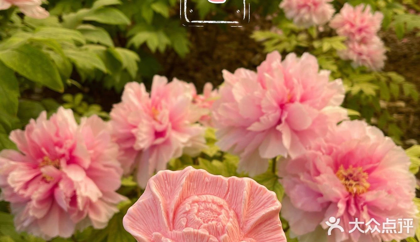 洛阳牡丹，当之无愧的花魁[亲亲][亲亲][亲亲]
