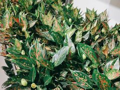 -鹿岛会员店 (龙湖三千集天街店)