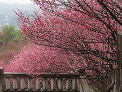 -万县面馆(高笋塘店)