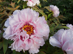 -莲花池公园