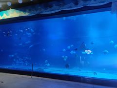 -烟台海昌鲸鲨海洋公园