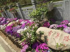 -合肥滨湖国家森林公园