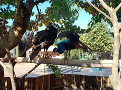 -石家庄市动物园