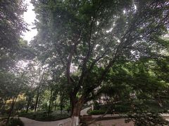 -成都市活水公园