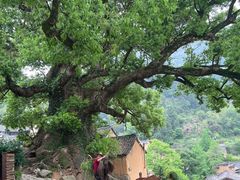 -杨家堂村