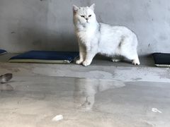 -浣熊柯尔鸭土拨鼠·电玩咖