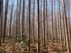 -黄海国家森林公园