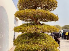 -石家庄市植物园