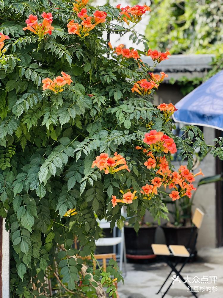 一花一语:凌霄花 凌霄不管处于什么-大众点评