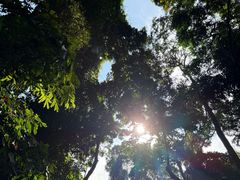 -西双版纳原始森林公园
