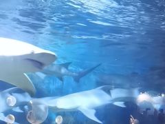 -烟台海昌鲸鲨海洋公园