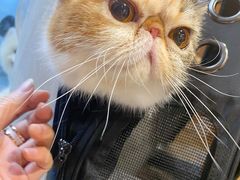 -PETKIT小佩宠物(昭化店)