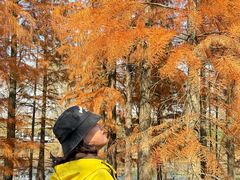 -池杉湖湿地公园