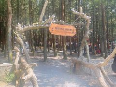 -重庆睡佛山森林公园