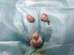 -乐琪宠物医院·犬猫专科·骨外科·急重症