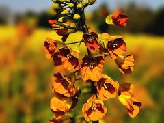 -中国天府农业博览园