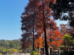-深圳仙湖植物园