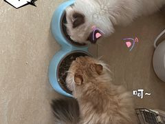 -lincat·猫舍(广州店)
