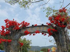 -天适樱花悠乐园