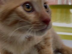 -天使宠物医院·犬猫分诊(彩虹店)