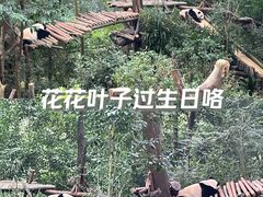 -成都大熊猫繁育研究基地