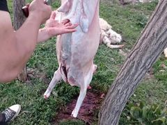 -关山牧场王师烤全羊