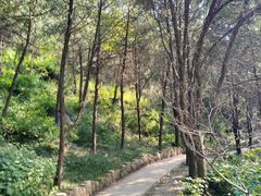 -北京西山国家森林公园