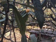 -塘栖枇杷特色园区