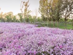 -杭州湾海上花田景区