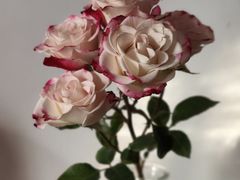 -FEI FEI FLOWER鲜花店·气球派对·宝宝宴布置(虹口德必运动Loft店)