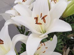 -长春公园(普阳街道)