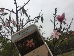 -聚龙山公园