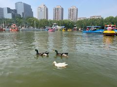-团结湖公园