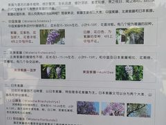 -嘉定紫藤园