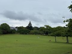 -奈良公园