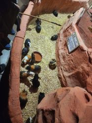 -Zoolung Zoolung动物主题公园(海信广场店)