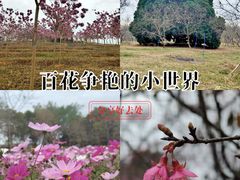-天适樱花悠乐园