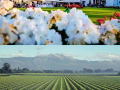 -Primo·丽莫意大利窑烤披萨