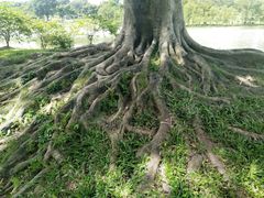 -东莞植物园