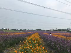 -紫颐香薰山谷景区