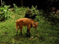 -夜间野生动物园